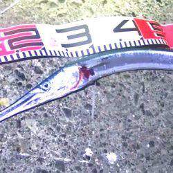 カマスの泳がせで、コウイカ、ダツ、アナゴが釣れました！